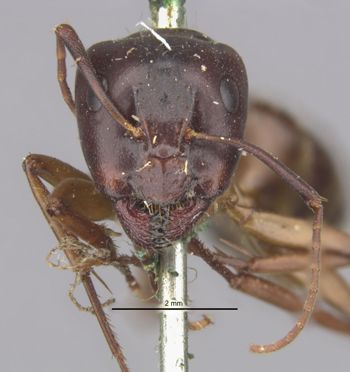 Media type: image;   Entomology 21455 Aspect: head frontal view